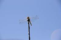 DragonFly_1451r.JPG