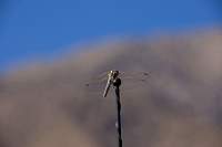 DragonFly_1452r.JPG