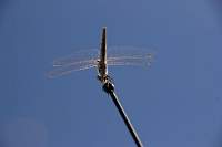 DragonFly_1522r.JPG