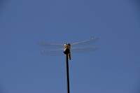 DragonFly_1523r.JPG