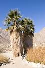 Palms_1462r.JPG
