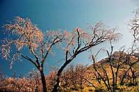 Cuyamaca_1444-fx.jpg