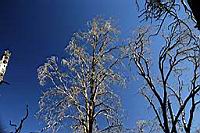 Cuyamaca_1451-fx.jpg