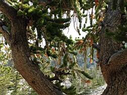 GBNP_BC-RG_2479.jpg