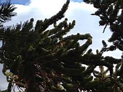 GBNP_BC-RG_2480.jpg