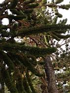 GBNP_BC-RG_2484.jpg