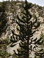 GBNP_BC-RG_2485.jpg