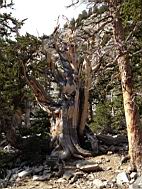 GBNP_BC-RG_2500.jpg