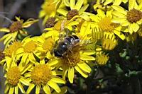 DSC_2088_Bee.jpg